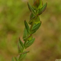 Hypericum japonicum Thunb.